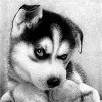 微信搞笑二哈头像图片大全