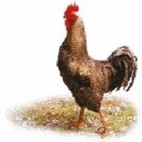 微信搞笑图片鸡叫