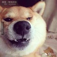 柴犬带字搞笑头像