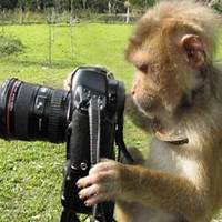 属猴好运微信头像图片