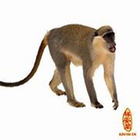 属猴好运微信头像图片