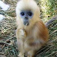 属猴的微信转运头像