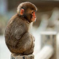 属猴的用什么微信头像