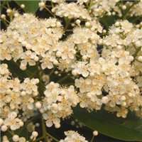 八月桂花图片做头像