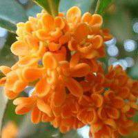 八月桂花图片做头像