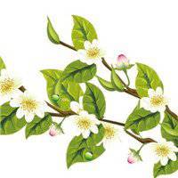 八月桂花图片做头像