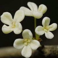 八月桂花图片做头像