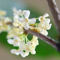 八月桂花图片做头像