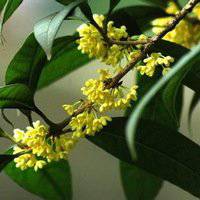 八月桂花图片做头像