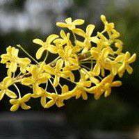 八月桂花图片做头像