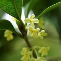 八月桂花图片做头像