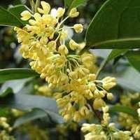 八月桂花图片做头像