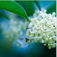 八月桂花图片做头像