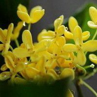 八月桂花图片做头像