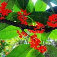 八月桂花图片做头像