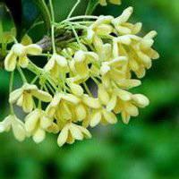 八月桂花图片做头像