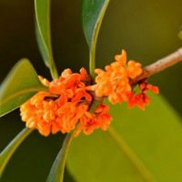 八月桂花图片做头像