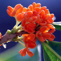 八月桂花图片做头像