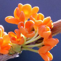 八月桂花图片做头像