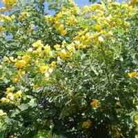 八月桂花图片做头像