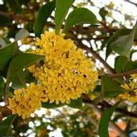 八月桂花图片做头像