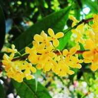 八月桂花图片做头像