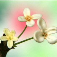 八月桂花图片做头像