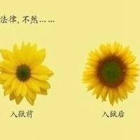 卡通菊花头像