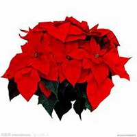 唯美好看一品红微信头像