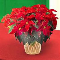 唯美好看一品红微信头像