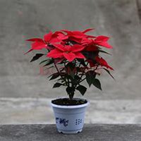 唯美好看一品红微信头像