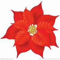 唯美好看一品红微信头像