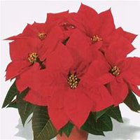 唯美好看一品红微信头像