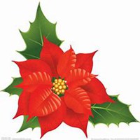 唯美好看一品红微信头像