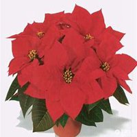 唯美好看一品红微信头像