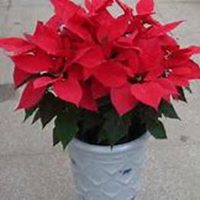 唯美好看一品红微信头像