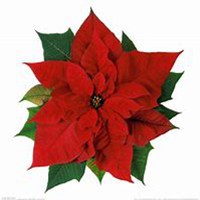 唯美好看一品红微信头像