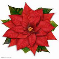 唯美好看一品红微信头像