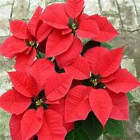 唯美好看一品红微信头像