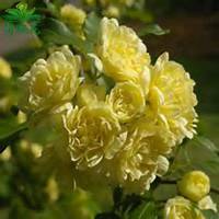 唯美好看七里香微信头像