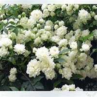 唯美好看七里香微信头像