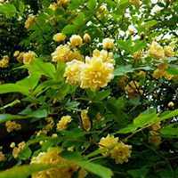 唯美好看七里香微信头像