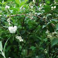 唯美好看七里香微信头像