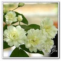 唯美好看七里香微信头像