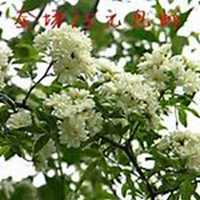 唯美好看七里香微信头像