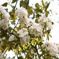 唯美好看七里香微信头像