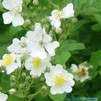 唯美好看七里香微信头像