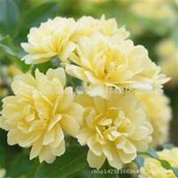 唯美好看七里香微信头像