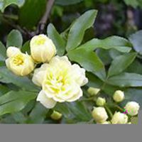 唯美好看七里香微信头像