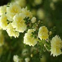 唯美好看七里香微信头像